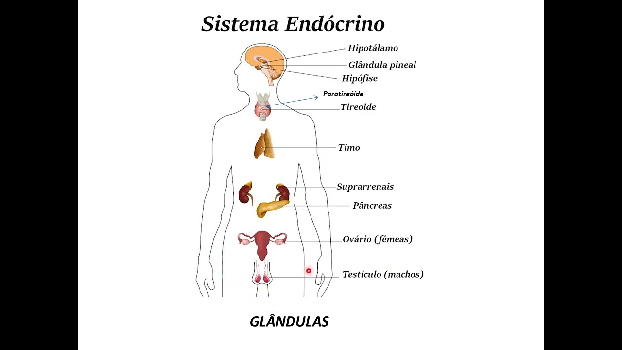 Fisiologia básica do sistema endócrino