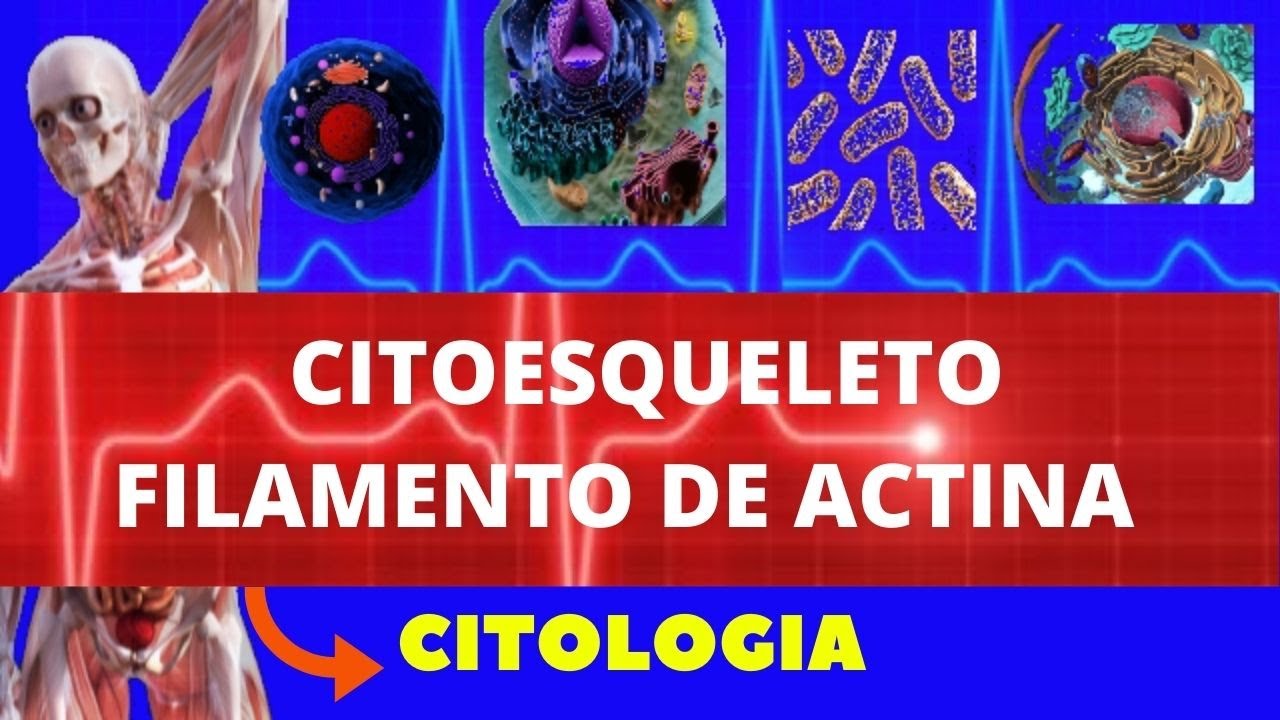 CITOESQUELETO - FILAMENTO DE ACTINA - ESTRUTURA, FORMAÇÃO E FUNÇÃO - ENSINO SUPERIOR - CITOLOGIA