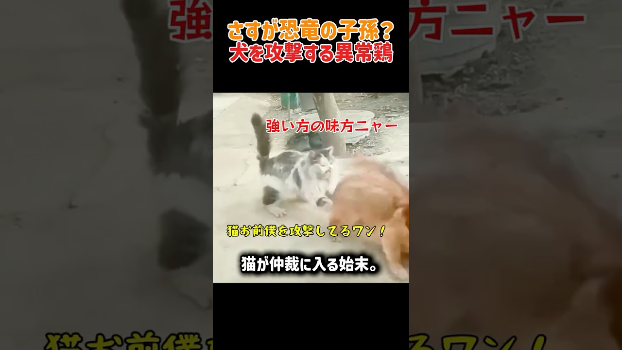 【衝撃】中国で犬が「最強の雄鶏」にボコられる事件が多発ｗ 最後に「まさかの行動」に出る雄鶏が予想外すぎる件ｗ　#驚き #雑学 #雄鶏 #逆襲 #爆笑 #中国SNS #衝撃の結末 #shorts