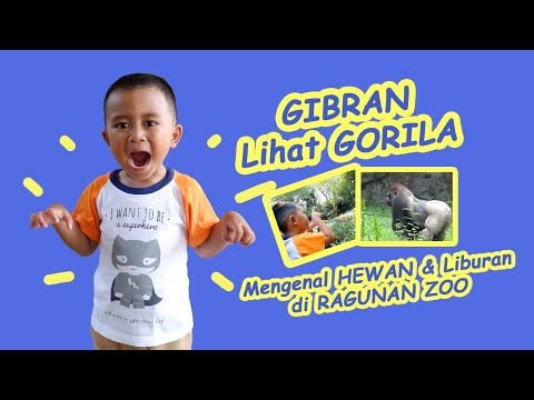 Gibran Lihat Gorila - Mengenal Hewan & Liburan di Ragunan Zoo