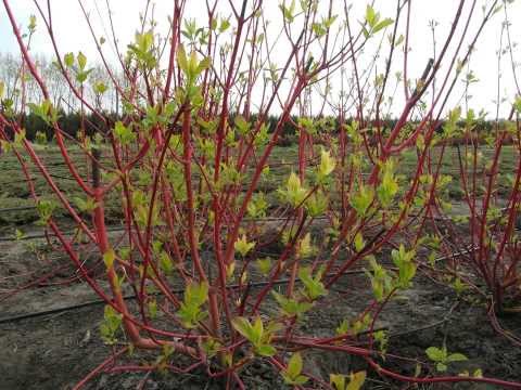 PEPINIERA URLEASCA-album foto