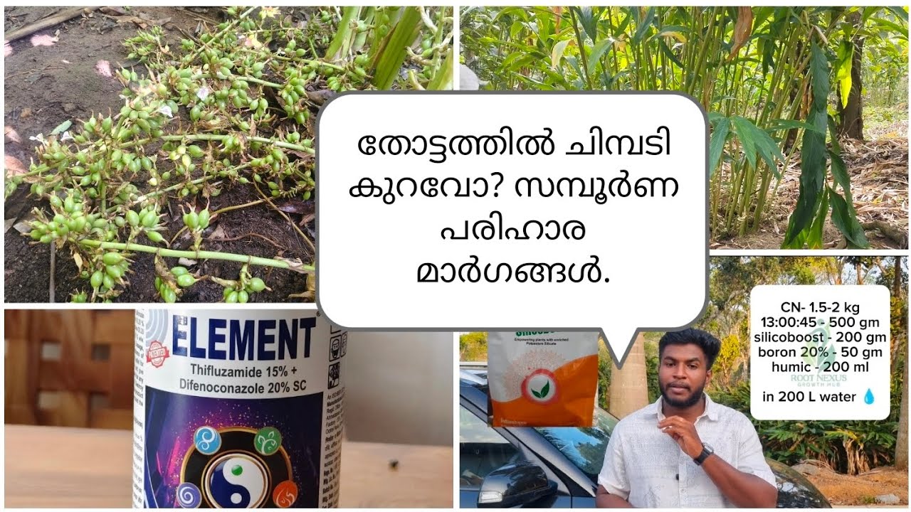 തോട്ടങ്ങളിൽ ചിമ്പടിക്കാനുള്ള ഫലപ്രദമായ മാർഗങ്ങൾ | cardamom buy | cardamom price