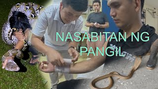 NASABITAN NG PANGIL SI TURKZ COBRA