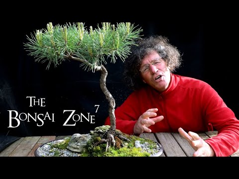 A Rainy Day for Styling Pine Bonsai, The Bonsai Zone, May 2020
