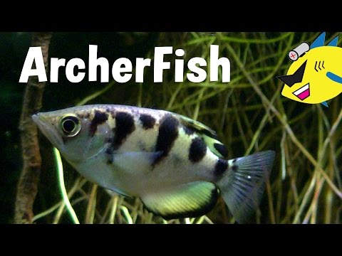 Archerfish Profile: Care and Feeding