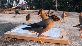Quick and Easy way to Trap Myna Bird at home || Myna bird trap easy || How to Trap Mynah Bird