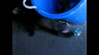 Pine Marten extraction by bait