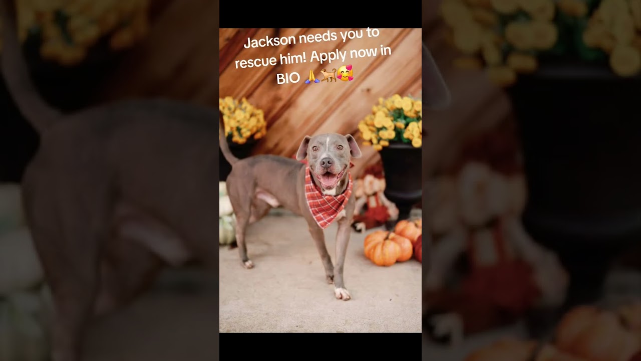 Jackson, a Adoptable American Staffordshire Terrier in Tomball, TX video 6/6