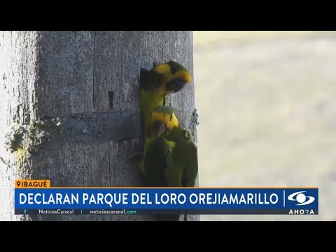 Future in Flight: Protecting Yellow-eared Parrots