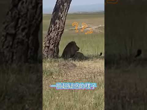 獅子要發現萬有引力了