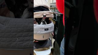 フレブルとアウトレットへ！テンション上がる夫婦と低いフレブル。落差が面白すぎる🤣