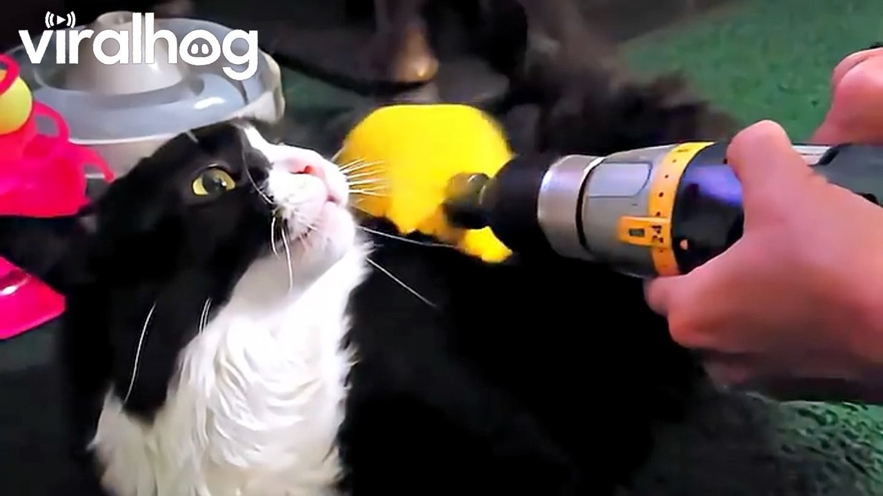 Hally's Power Drill Massager || ViralHog