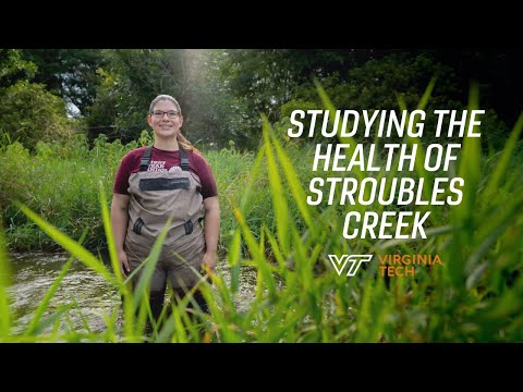 Virginia Tech lab studies aquatic invertebrates to indicate Stroubles Creek stream health