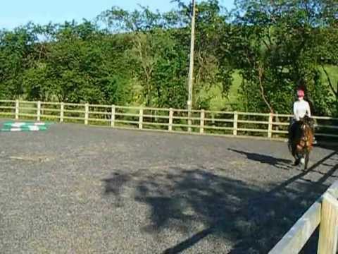 ALFIE FOR SALE IN WALES