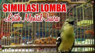 Download lagu Simulasi Lomba Cipoh / Sirtu Untuk Terapi Melatih Mental Sirtu Anda 100% AMPUH mp3