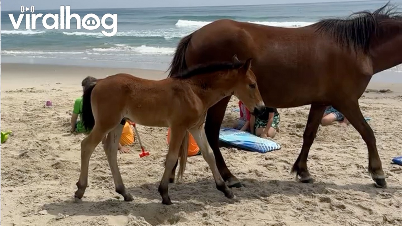 When Wild Horses Choose Your Family || ViralHog