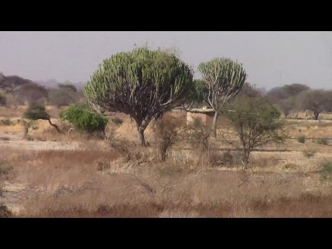 Euphorbia candelabrum trees seen on the Tanzania Railways journey