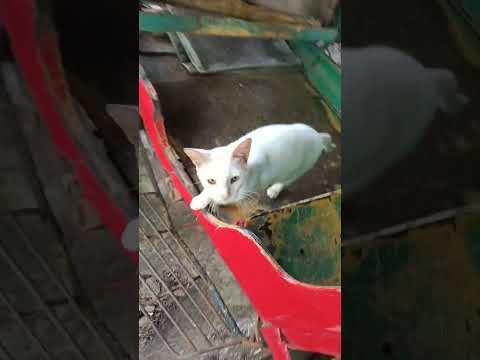 @ me if you have a cuter cat than me