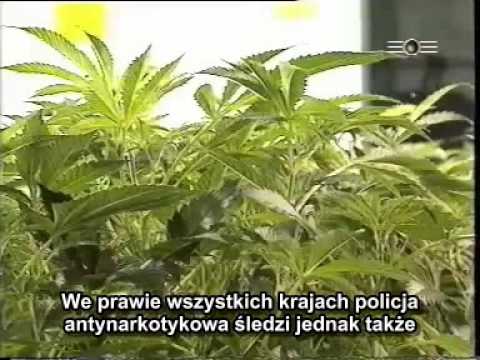 Ziele warte miliardy (napisy PL) cz.1