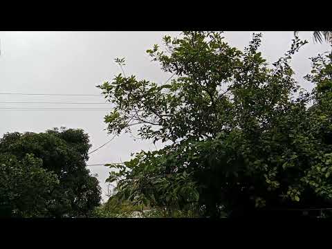 Rainy ⛈️-Nature visualizer 