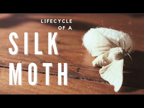 Soothing Silk Sericulture - lifecycle of a silkworm (bombyx mori)