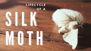 Soothing Silk Sericulture - lifecycle of a silkworm (bombyx mori)