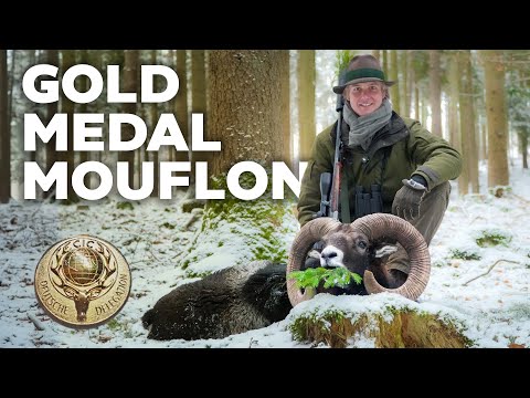 Hunting Gold Medal Mouflon in the snow