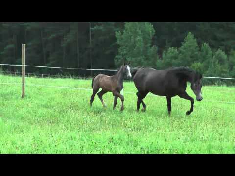 Holsteiner HF CNALLER von Corrado I - Hermes d'Authieux AA *2013