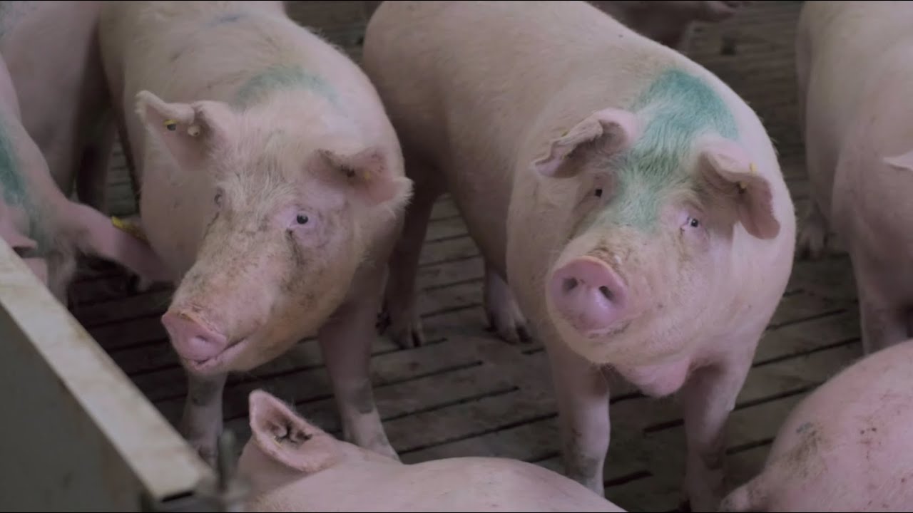 Focus on Livestock: The Importance of Biosecurity