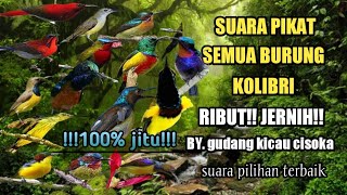 Download lagu suara pikat semua burung kolibri ribut paling ampuh di kelasnya mp3