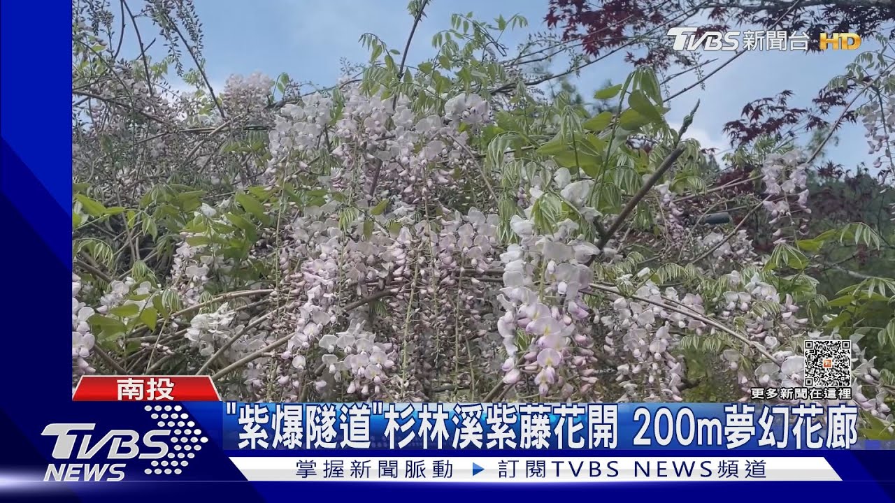 「紫爆隧道」杉林溪紫藤花開 200公尺夢幻花廊