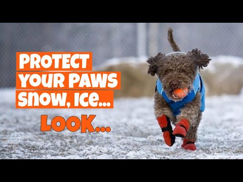 YouTube video about: How to protect dogs paws in summer?
