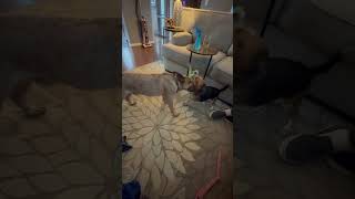 Video preview image #1 American Bulldog-Unknown Mix Puppy For Sale in Spotsylvania, VA, USA