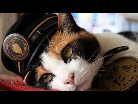 This Homeless Cat Became a Train Station Master and Brought a Station Back to Life