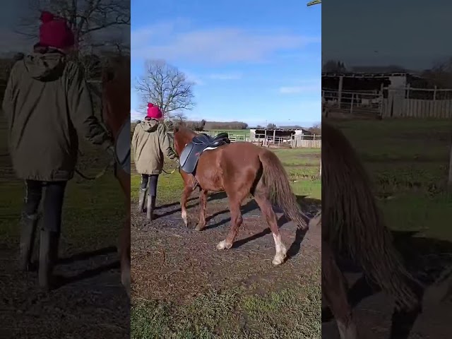 Yegua Welsh Poni (Secci&oacute;n B) En venta 2021 Alaz&aacute;n tostado