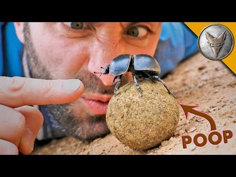 糞虫BATTLE! (Dung Beetle BATTLE!)