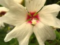 Llewellyn,..Full Moon,..( Moon Spells ),..August Blooms 2015.