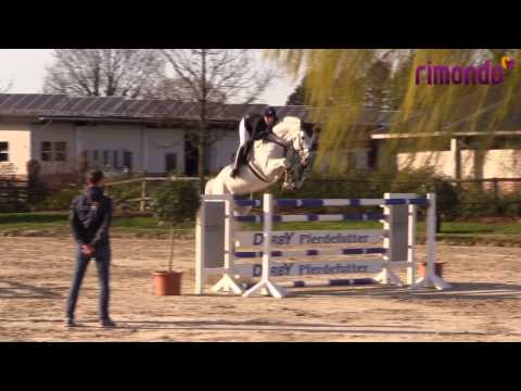 Hengstschau Ligges 2017