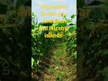 Vegitables Farming In Andaman And Nicobar Islands Agriculture Shortsfeed Youtubeshorts