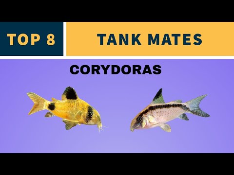 CORYDORAS TANK MATES