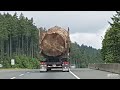 Old-growth tree spotted rolling down B.C. highway was nearly saved by new harvesting rules