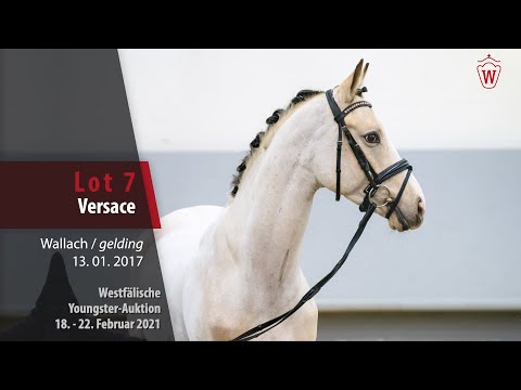 Youngster Auktion 18. - 22. Februar 2021 Lot 7 Versace Wallach v. Valido's Highlight - Golden Dandy