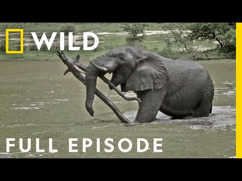 Giant Slayers (Full Episode) | Animal Fight Night