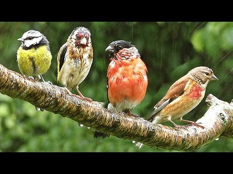 Bird Sounds Spectacular - Birds in The Spring Rain