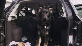 Long Distance Car Travelling With A 6 month German Shepherd Pup