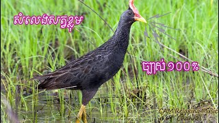 Download lagu សំឡេងសត្វខ្លុម mp3 Download lagu សំឡេងសត្វខ្លុម mp3
