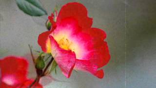 Tango of Roses　／　Alfred Hause