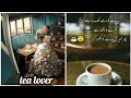 Tea Lover Whatsapp Status 2021 For Every Tea Lovers New Whatsapp Status And Quotes