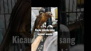 Download lagu kicau merdu burung wambi‼#kicaumania #wambi #hwamei #trending #viralvideo #fyp #kicau mp3