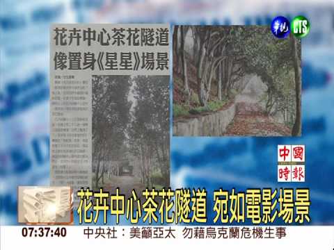 花卉中心茶花隧道 宛如電影場景